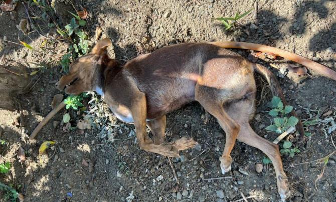 Mersin’de köpek ve kedileri zehirleyen şahıs gözaltına alındı