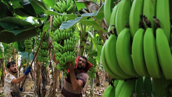 Muzda hasat başladı, bahçede kilosu 13 TL