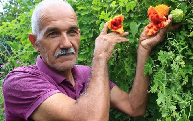 Kısmeti bahçesine geldi, şimdi tane tane satıyor para kazanıyor