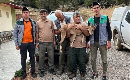 Ormancıların yaralı bulduğu yaban keçisi tedavi altında alındı