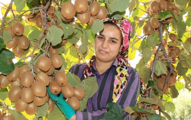 Birçok ülkeye ihraç ediliyor: Kivinin bahçede kilosu 10 TL
