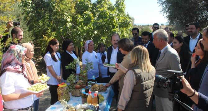 Bin 300 yıllık zeytin ağacı 250 kilo ürün verdi