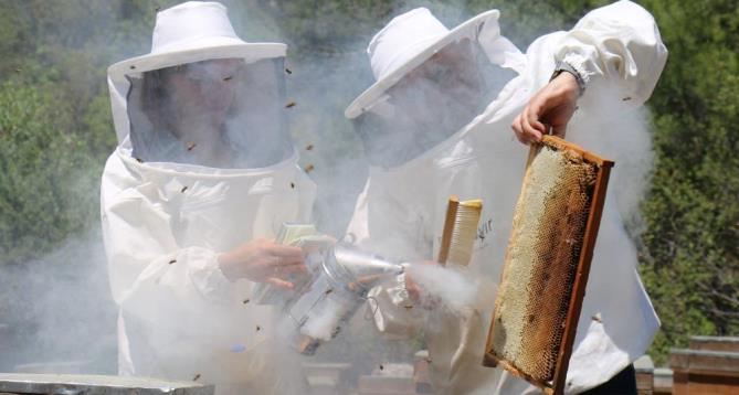 Yurt dışında kilosu 500 Dolar