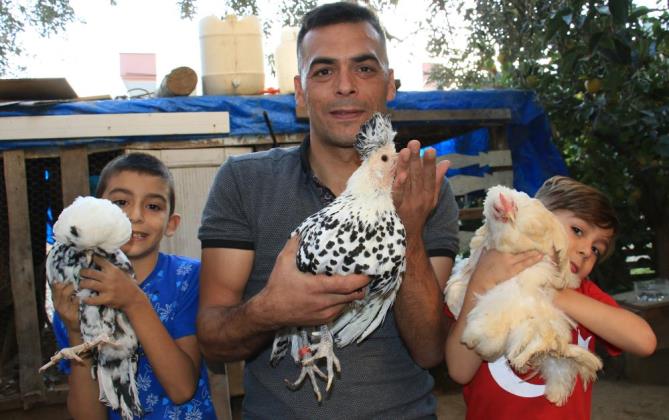 Bu tavukların yumurtası yurt içinde 80, yurt dışında 150 lira