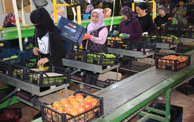 Domates üreticisinin yüzü gülüyor