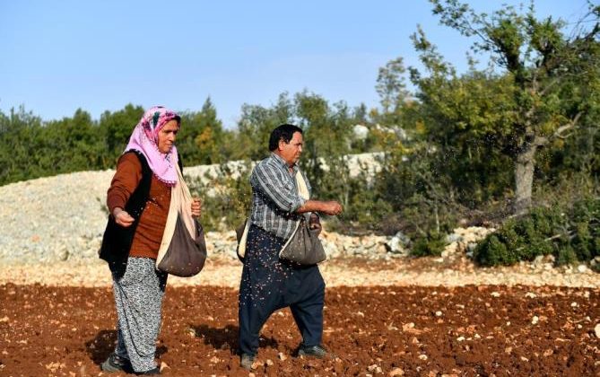 Mersin’de 12 mahallede yerel buğday üretilecek