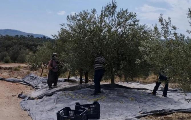 Mersin’de zeytin üreticileri hasat için işçi bulamıyor