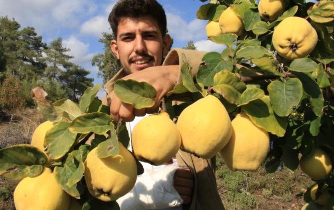 Atıl arazi genç çiftçi ile tarıma kazandırıldı