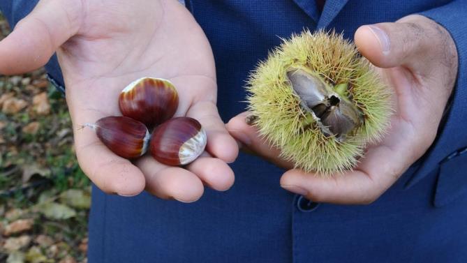 Kuraklığa dayanıklı kestane alternatif oldu, geliriyle yüz güldürüyor