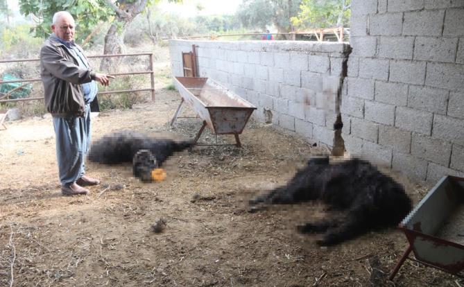 Mersin’de başıboş köpek dehşeti: Ağıldaki keçileri telef ettiler