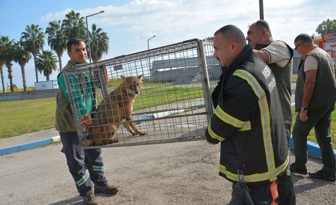 Çukura düşen çakal belediye ekiplerince çıkarıldı