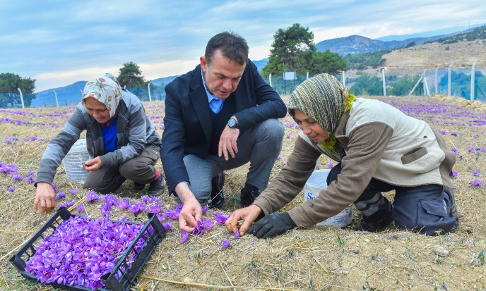 Dünyanın en pahalı baharatı Mersin Yenişehir’de yetiştiriliyor