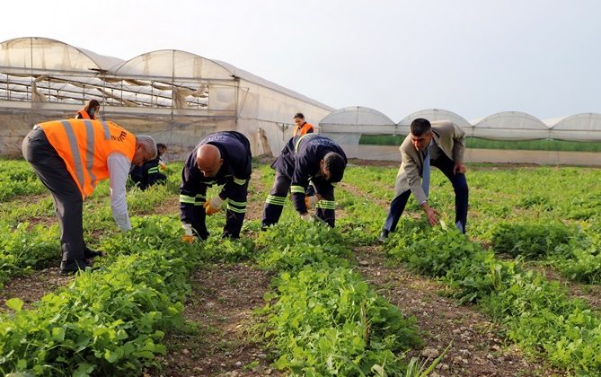 Akdeniz’de toprakla buluşturulan Maralfalfa bitkisi çelikleri yeşerdi