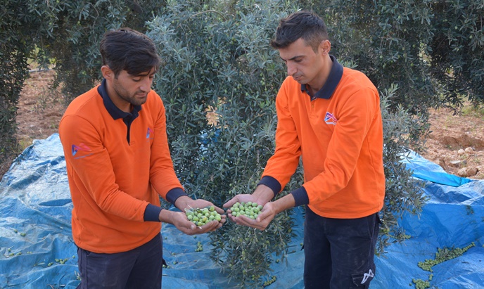 Vatandaşın zeytini sofrasına geliyor