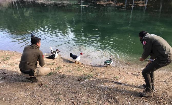 Mersin polisi soğuk kış günlerinde yaban hayvanlarını unutmuyor