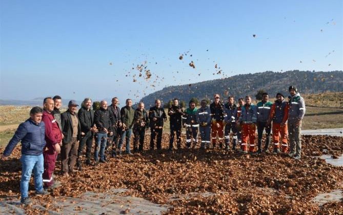 70 bin kilogram sedir tohumu toprakla buluştu