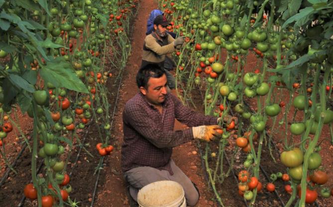 Örtü altında domates hasadı başladı: İlk ürünler Katar’a