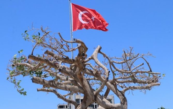 Mersin’de ağaca zarar verilmesine ilişkin dava başladı