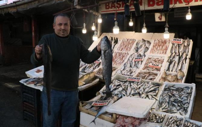 Akdeniz’de sardalya bereketi