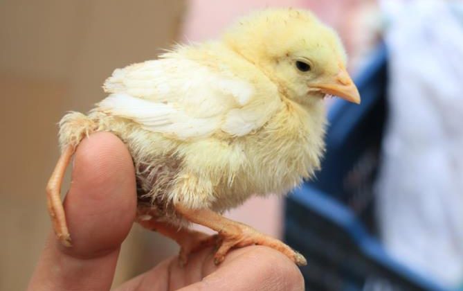 3 ayaklı civcive fiyatının 10 katı teklif aldı