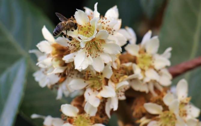 Yenidünya ağaçları çiçek açtı