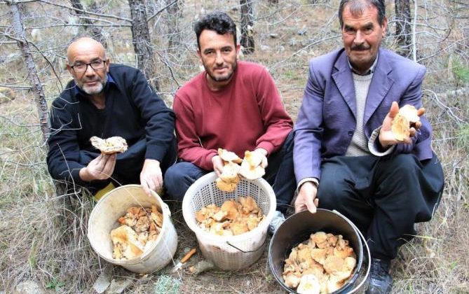 Ormanın bereketi “Kanlıca mantarı”