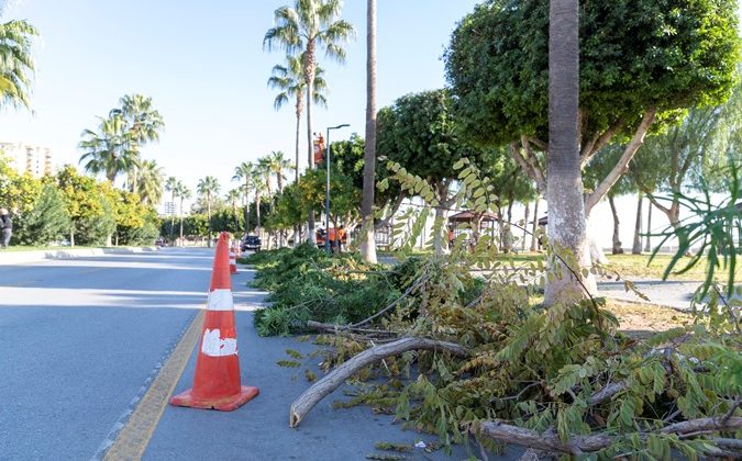 Büyükşehirden ağaçlara kış bakımı