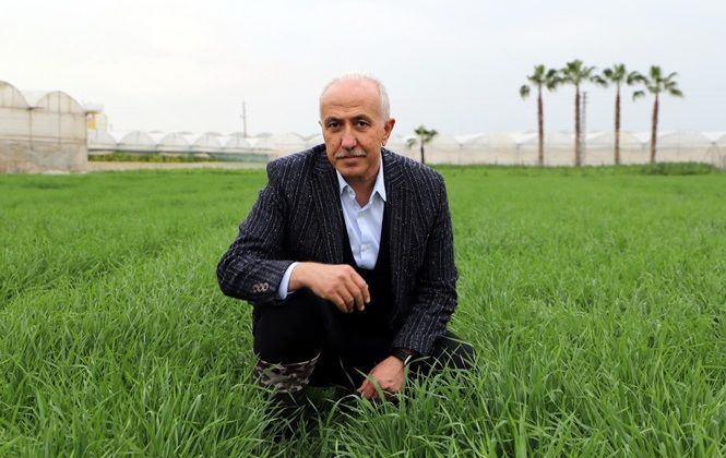 Deneme amaçlı ekilen atalık karakılçık buğdayı tohumu boy verdi