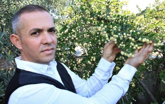 Tam bir şifa deposu: Bir ağacı 200 kiloya kadar ürün veriyor