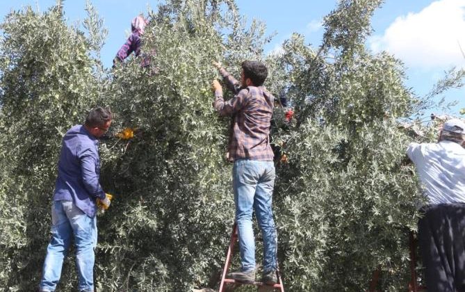 Zeytinde hasat sona erdi, üreticinin yüzü güldü