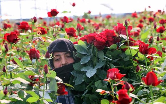 Türkiye’nin kış gülü Mersin’den: Üreticiler şimdi de ihracata hazırlanıyor