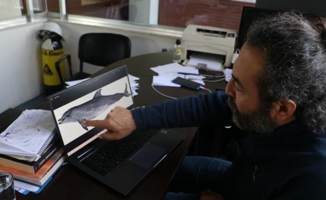 Uzmanından korkutan uyarı: Yunus balıkları, önlem alınmazsa nesli tükenme tehlikesi..