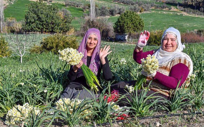 Mersin’de Nergis Festivali düzenlenecek