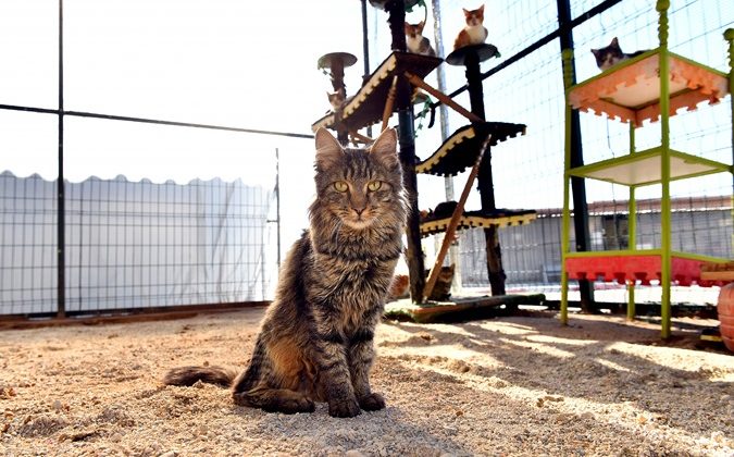 Mersin’de bin 100 patili dosta sıcak yuva sağlandı