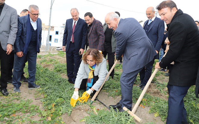 3 ayda hasat vakti geldi, kilosu 60 liradan satılıyor