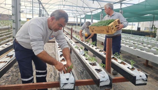 Mezitli Belediyesi, topraksız tarım için adım attı