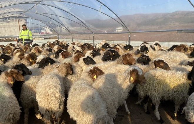 Erdemli Belediyesi, depremzedelere ait hayvanlar için ağıl yaptı, soğuktan ölmelerini engelledi