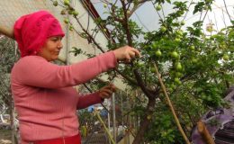 Mersin’de erik hasadı