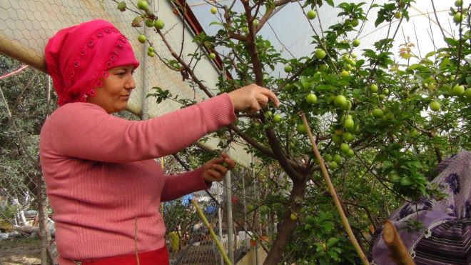 Mersin’de erik hasadı