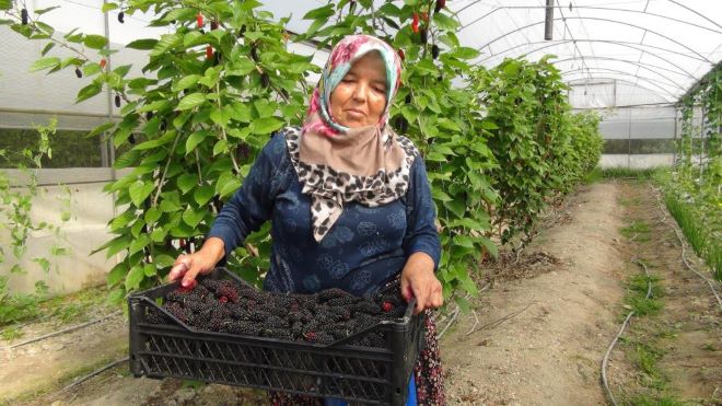 Mersin’de karadut hasadı: Kilosu 50 liradan ihraç ediliyor