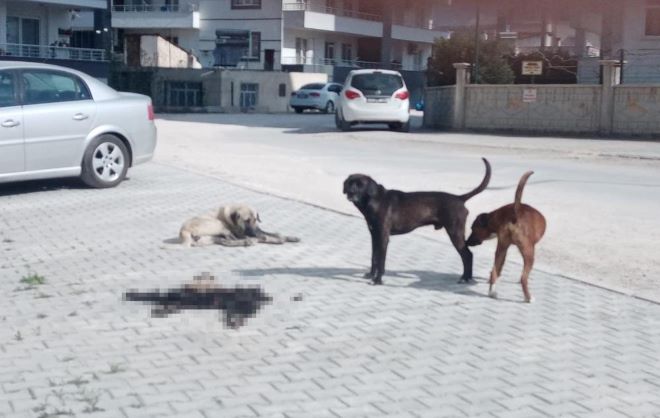 Mersin Mut’ta hayvan iç organları ve derilerini çöpe atanlar tepki çekti