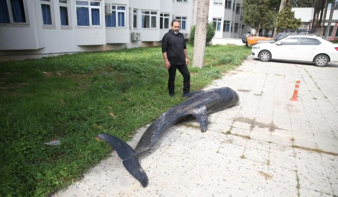 Mersin’de dev yunus balığı ölü olarak karaya vurdu