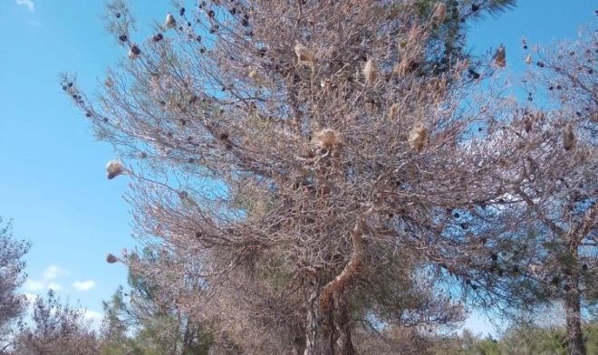Çam kese böceklerinin zarar verdiği kızılçam ormanlarında biyolojik mücadele