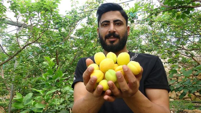 Sezonun ilk örtü altı kayısı hasadı yapıldı