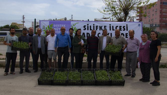 Büyükşehir, Silifkeli üreticilere 5 bin adet Ada Çayı fidesi dağıttı