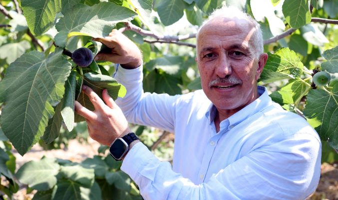 Gültak, Bağlarbaşı’nda Siyah İncir hasadına katıldı