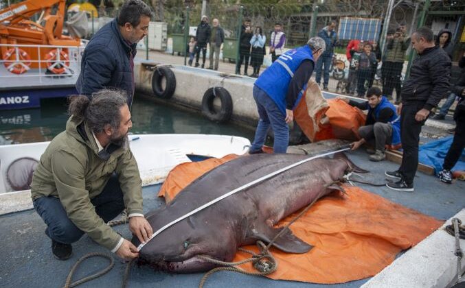 Karaya vuran köpek balığı’nı Büyükşehir ekipleri çıkardı