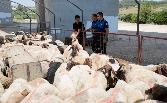 Mezitli’de Kurbanlık kesim ve satış yerleri belli oldu
