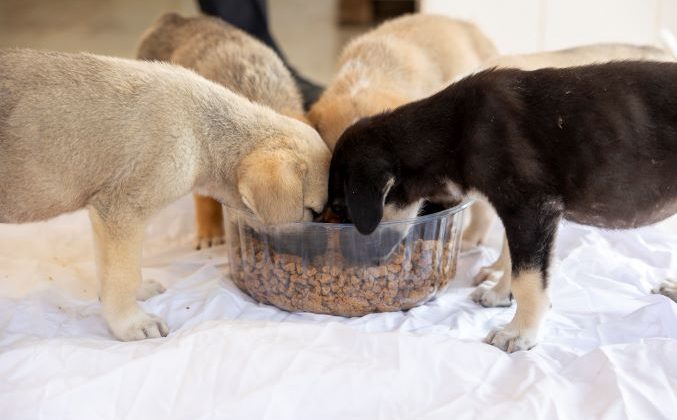 Büyükşehir’den yine bir ilk: Patili dostlara mama üretim ünitesi