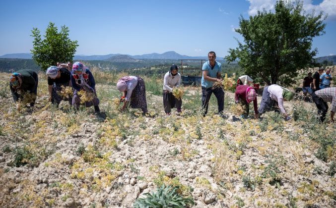Gülnar’da Nohut hasadı